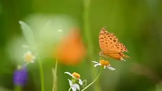 Slow Motion Butterfly in 4K | Peaceful Visuals for Stress Relief 🎵 #Butterfly #NatureVideo