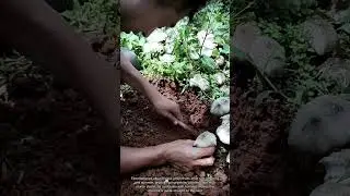 Wild Termite Mushroom Digging | Hand‑Excavation from Root to Cap