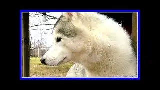 HUSKY MEMPHIS CAN FLY | Fan Friday 245 Q&A