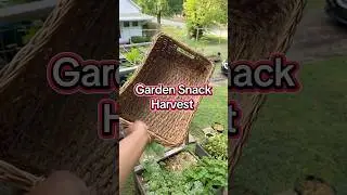 Quick Garden Harvest! #organicliving #gardenharvest  #growyourownfood #satisfyingvideos