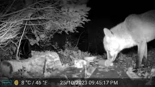 Fox