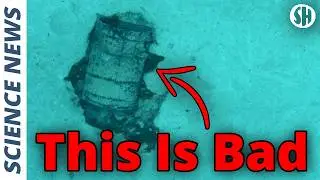 Leaking Nuclear Waste Barrels Found on Ocean Floor