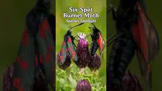 A moth with a deadly secret 💀🦋