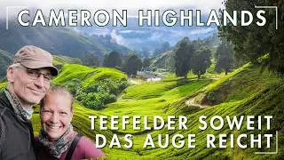Teeplantagen soweit das Auge reicht - Cameron Highlands in Malaysia - Weltreise VLOG
