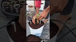 How to transplant Tomato Seedlings in Cocopeat /Grow bag / Organic tomato /Organic Farming