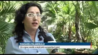 EVADAREA PALMIERULUI