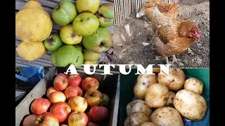 Autumn Garden Tour 🐔🍎 #gardenchickens #quince #loganberry