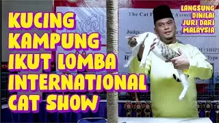 RAHASIA KUCING KAMPUNG MAMPU BERSAING DI AJANG INTERNATIONAL CAT SHOW !!! CFA SURABAYA 4 JUNI 2022