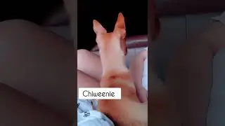 Sweet happy chiweenie #shorts #viral #blowup #preppy #shortvideo #youtubeshorts #dog