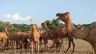 Papular breed of camels in Pakistan