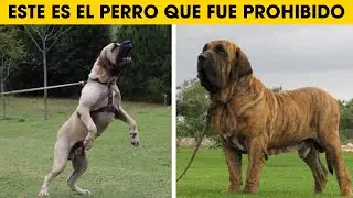 Cosas Que No Sabias De Los Perros Fila Brasileiro