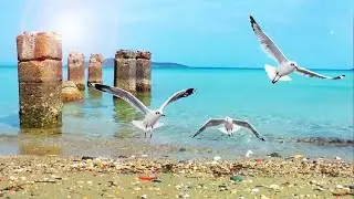 Plage tropicale paisible, son de l'oc&eacute;an calme et mouettes, vagues, nature, aide au sommeil