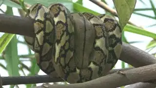 Baby Python sleeping on a tree
