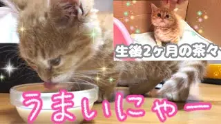 子猫の茶々くんに生後3ヶ月記念ではじめてミルクをあげた結果…【短足マンチカン】Results of feeding cat milk to 3 month old munchkin kittens.