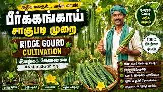 பீர்க்கங்காய் சாகுபடி முறை | Ridge Gourd Cultivation | இயற்கை வேளாண்மை #NaturalFarming |
