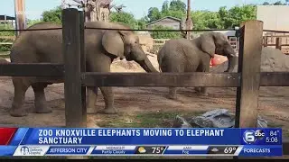 Zoo Knoxville elephants moving to elephant sanctuary