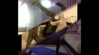 k-prof clash marocain rap s.m skout drab tam casablanca