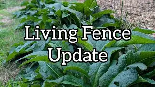 Improving My Fence with Plants