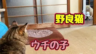 緊張感… 【野良猫】