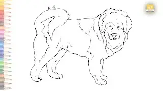 Tibetan Mastiff Dog Drawing Easy 1 | How to draw Tibetan Mastiff Dog step by step
