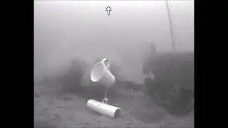 Sturgeon Season 2026