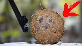 WOULD A COCONUT STOP AN AIR RIFLE PELLET?!?