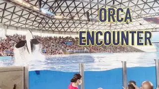 Seaworld San Antonio - Orca Encounter