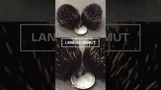Landak imut pemakan semut