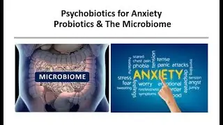 Psychobiotics for Anxiety - Probiotics, Prebiotics &  Microbiome Health - Gut Brain Axis