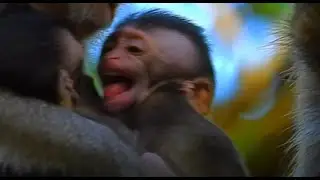 Terrible Kidnapping For Newborn Baby Monkey, Screaming Loudly For Help