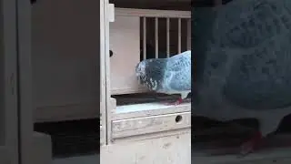 Sprint Racing Pigeons Getting the Cocks Ready for the 2024 Racing Pigeon season