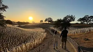 Sensorio field of lights, Paso Robles California 2025