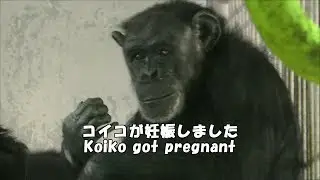 【京都市動物園】チンパンジー、コイコが妊娠　Chimpanzee, Koiko pregnancy
