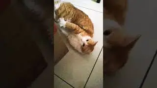 Ninja cat playing with toy ... balancing on one paw 🐾😻💕 #catvideos #shorts #catlover