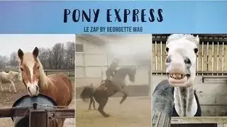 Pony Express #17 : le plus BEAU cheval du monde ! 😂