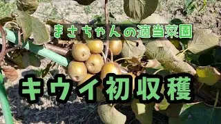 キウイ初収穫【 まさちゃんの適当菜園 】中の色がなんと…