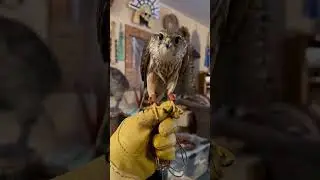 Gimbal-headed falcon     #wildlife