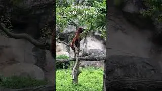 【レッサーパンダ】＠多摩動物公園 #zoo #redpanda