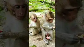 Eat potatoes 😍 #rathangkor #monkey