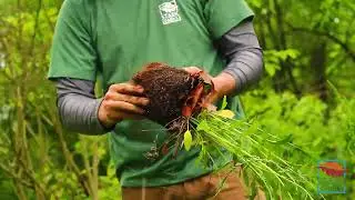 A Day with Natural Resources: Native Plants