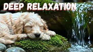 Puppy&rsquo;s Dream | Mossy Creek Melodies Piano & Gentle Waterfall