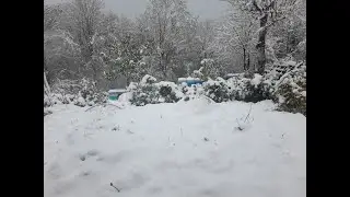 Arnie sommerse dalla neve, a rischio il miele di acacia - IL SERVIZIO DI TVL