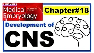 Langman Chapter#18 | Development of Central Nervous System | Embryology | Dr Asif Lectures