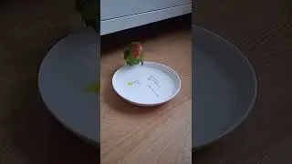 Time to swim#bird#funny#like#shorts#parrot#