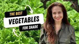 The Best Vegetables for Shade: What to Grow in Low Light