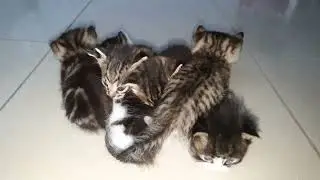 Kitty&rsquo;s six kittens 🐱🐾
