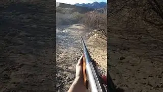 Afternoon of Quail Hunting AZ #hunting #huntingseason #quailhunting