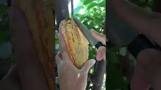 Brazil's native fruit
