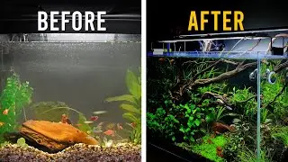 9 SIMPLE Aquascaping Techniques For Your First Planted Aquarium