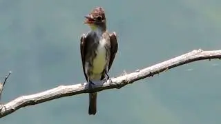 Aves de Venezuela  - Ave de Barinas - Pib&iacute; Boreal - Contopus cooperi - (Atrapamoscas)